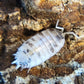 Porcellio laevis "Dairy Cow" - IHEARTBUGS, INC.