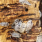 Porcellio laevis "Dairy Cow" - IHEARTBUGS, INC.