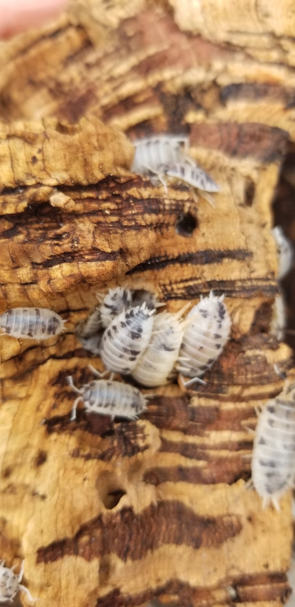 Porcellio laevis "Dairy Cow" - IHEARTBUGS, INC.