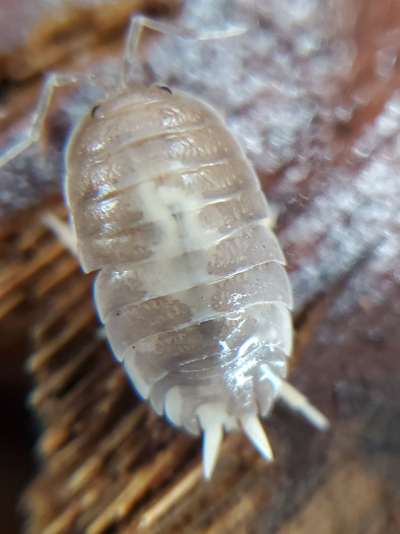 Porcellio laevis "Milkback" - IHEARTBUGS, INC.