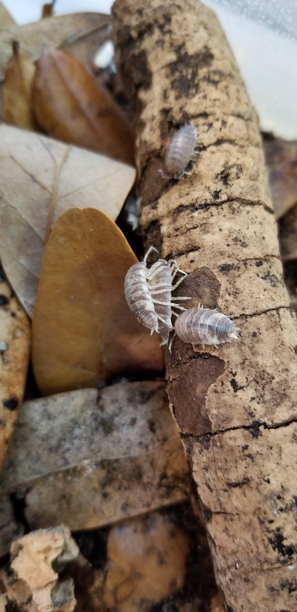 Porcellio laevis "Milkback" - IHEARTBUGS, INC.