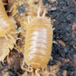 Porcellio laevis "Orange" - IHEARTBUGS, INC.