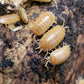 Porcellio laevis "Orange" - IHEARTBUGS, INC.