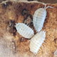 Porcellio laevis "White" - IHEARTBUGS, INC.