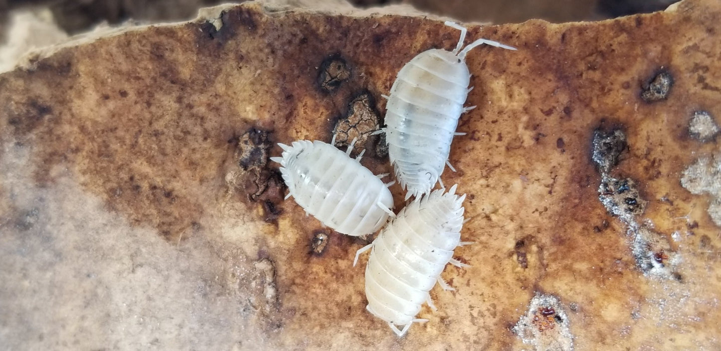 Porcellio laevis "White" - IHEARTBUGS, INC.