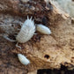 Porcellio laevis "White" - IHEARTBUGS, INC.