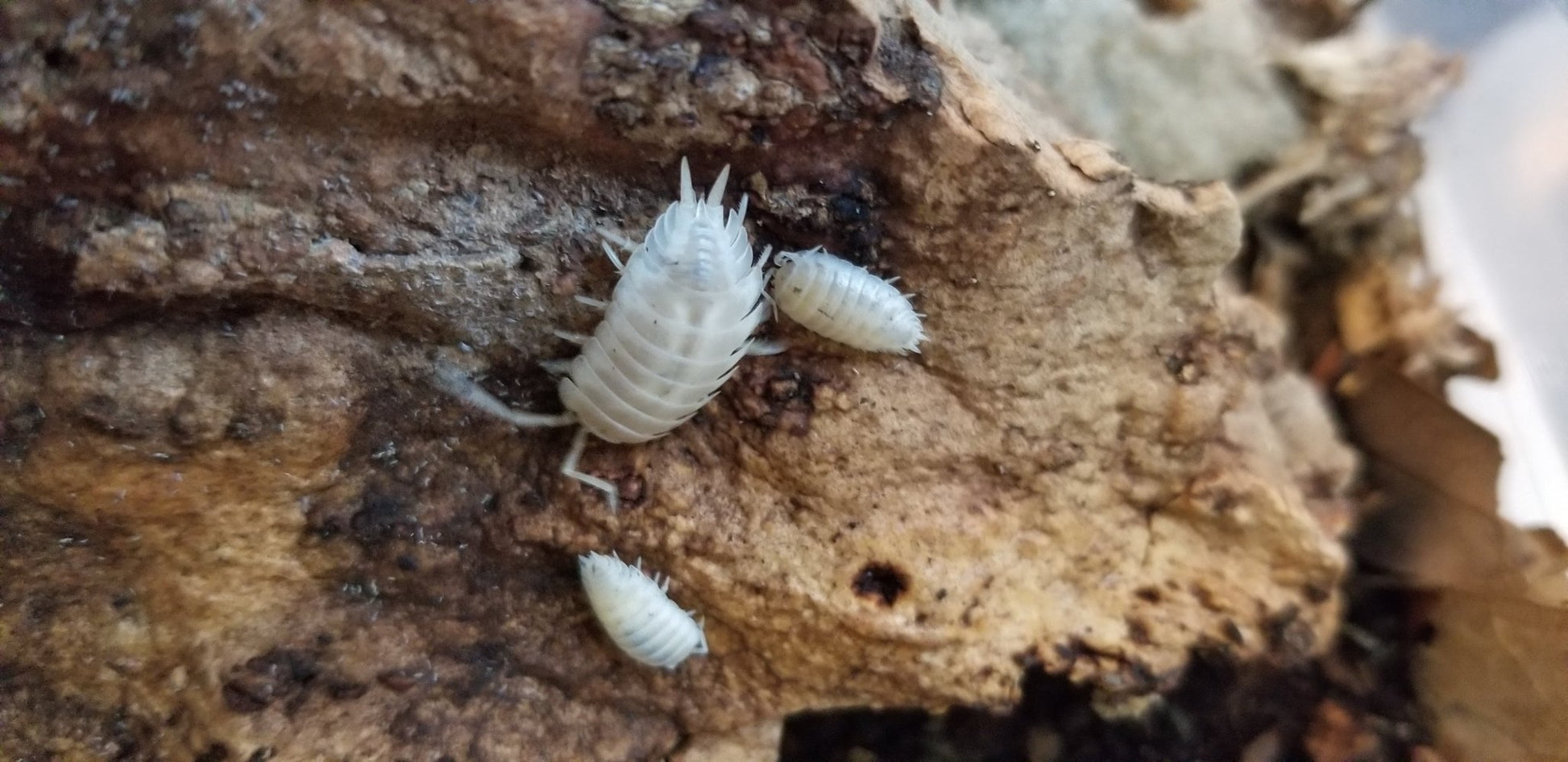 Porcellio laevis "White" - IHEARTBUGS, INC.