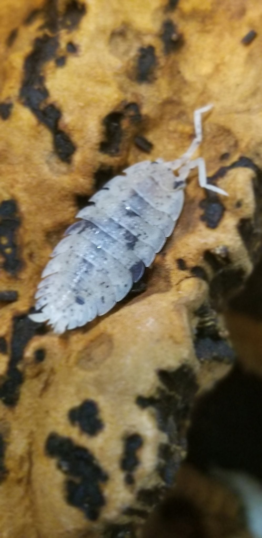 Porcellio scaber "Dalmatian" - IHEARTBUGS, INC.