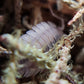 Porcellio scaber "Ghost" - IHEARTBUGS, INC.