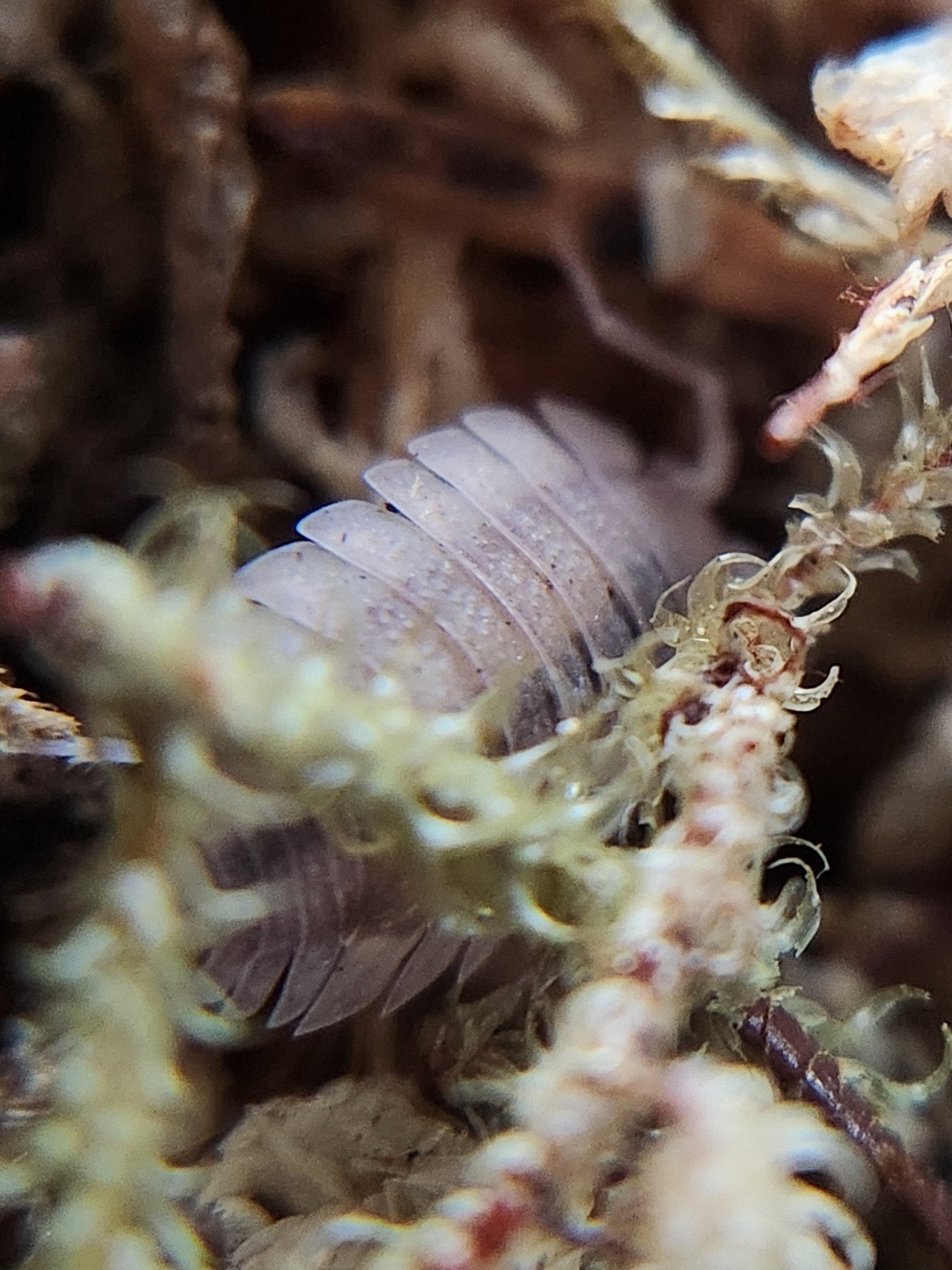 Porcellio scaber "Ghost" - IHEARTBUGS, INC.