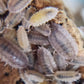 Porcellio scaber "Ghost" - IHEARTBUGS, INC.