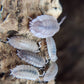 Porcellio scaber "Ghost" - IHEARTBUGS, INC.