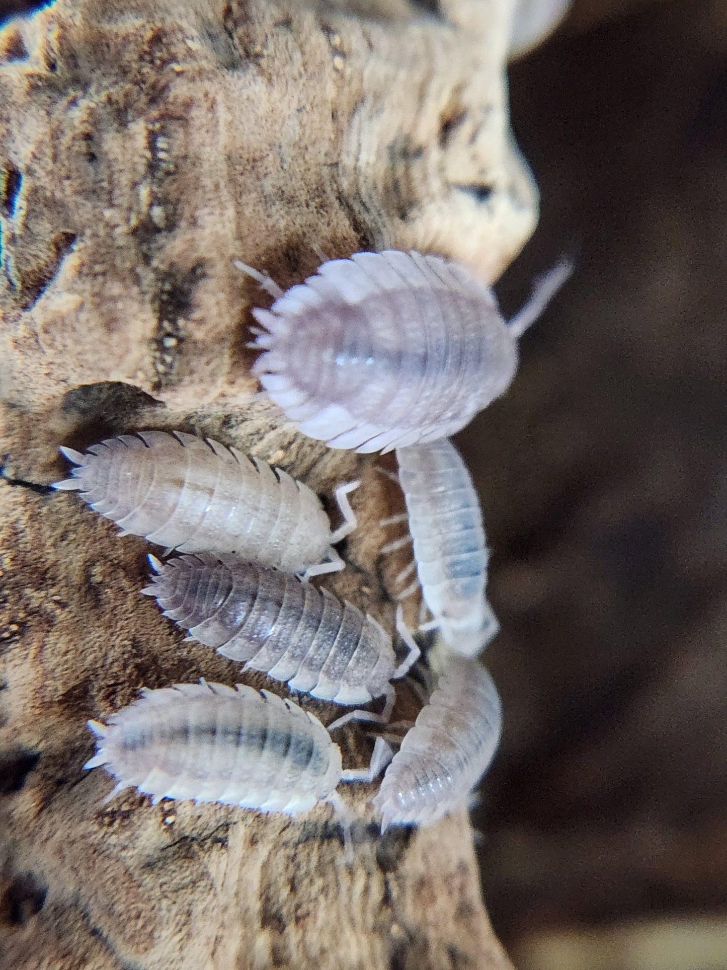 Porcellio scaber "Ghost" - IHEARTBUGS, INC.