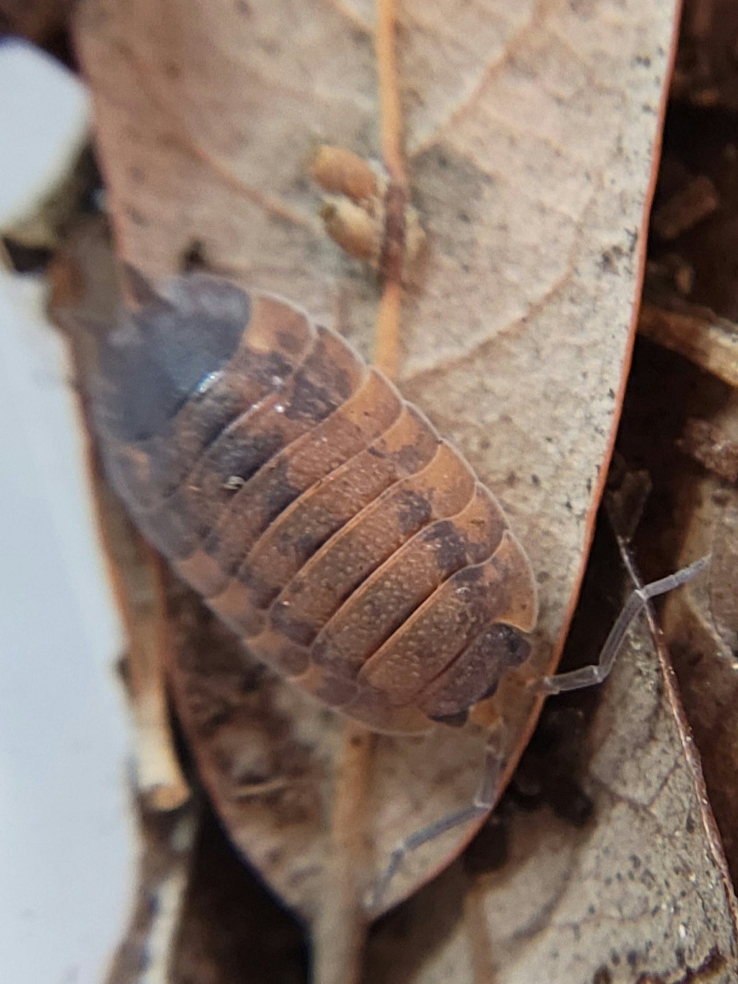 Porcellio scaber "Lava" - IHEARTBUGS, INC.