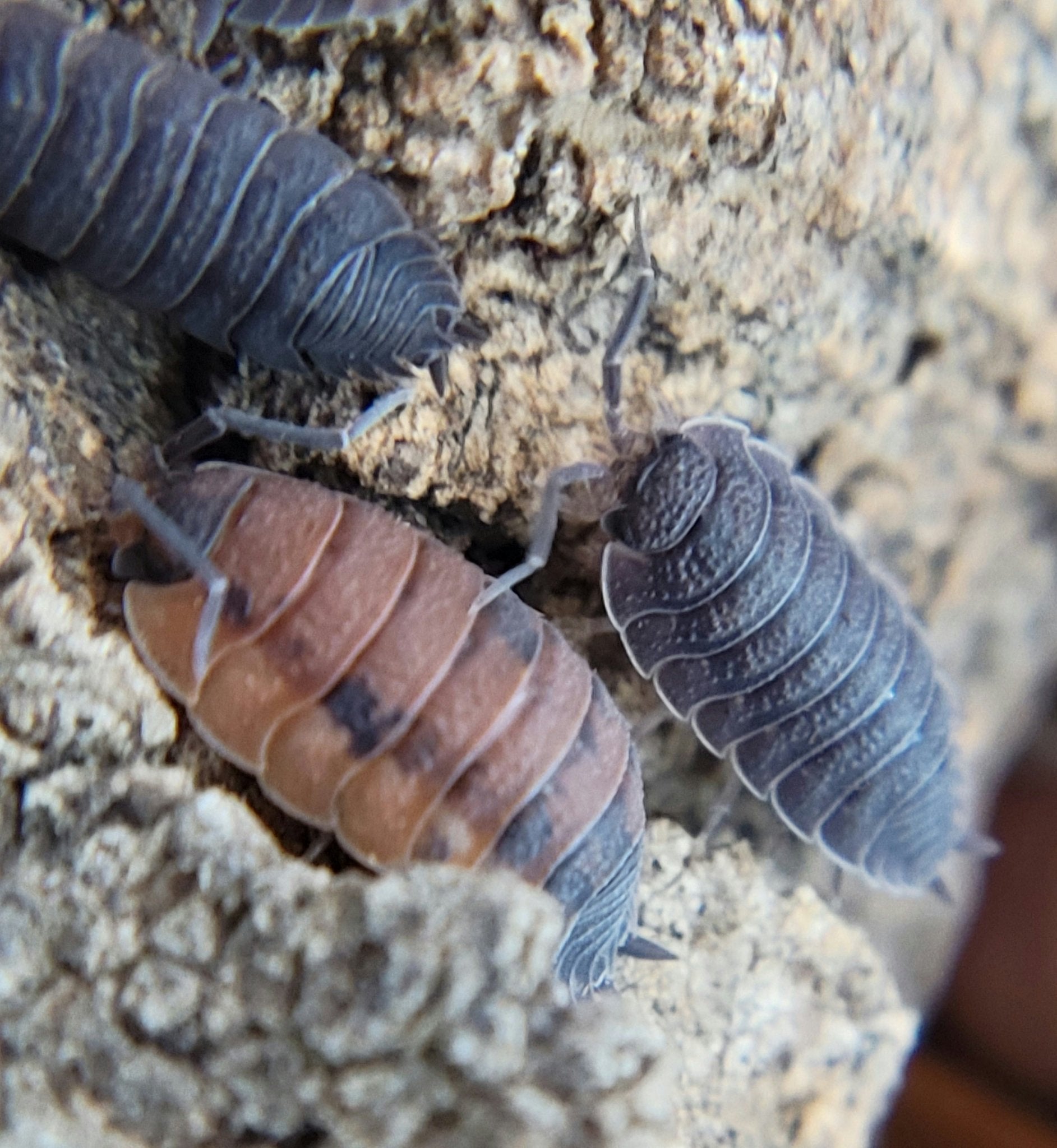 Porcellio scaber "Lava" - IHEARTBUGS, INC.