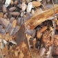 Several Porcellio scaber Lottery Ticket Isopods from I Got Bugs, in gray, brown, and white hues, crawl over decaying leaves and soil—creating a moist, natural setting thats perfect for bioactive enclosures.