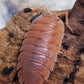 Porcellio scaber "Orange" - IHEARTBUGS, INC.