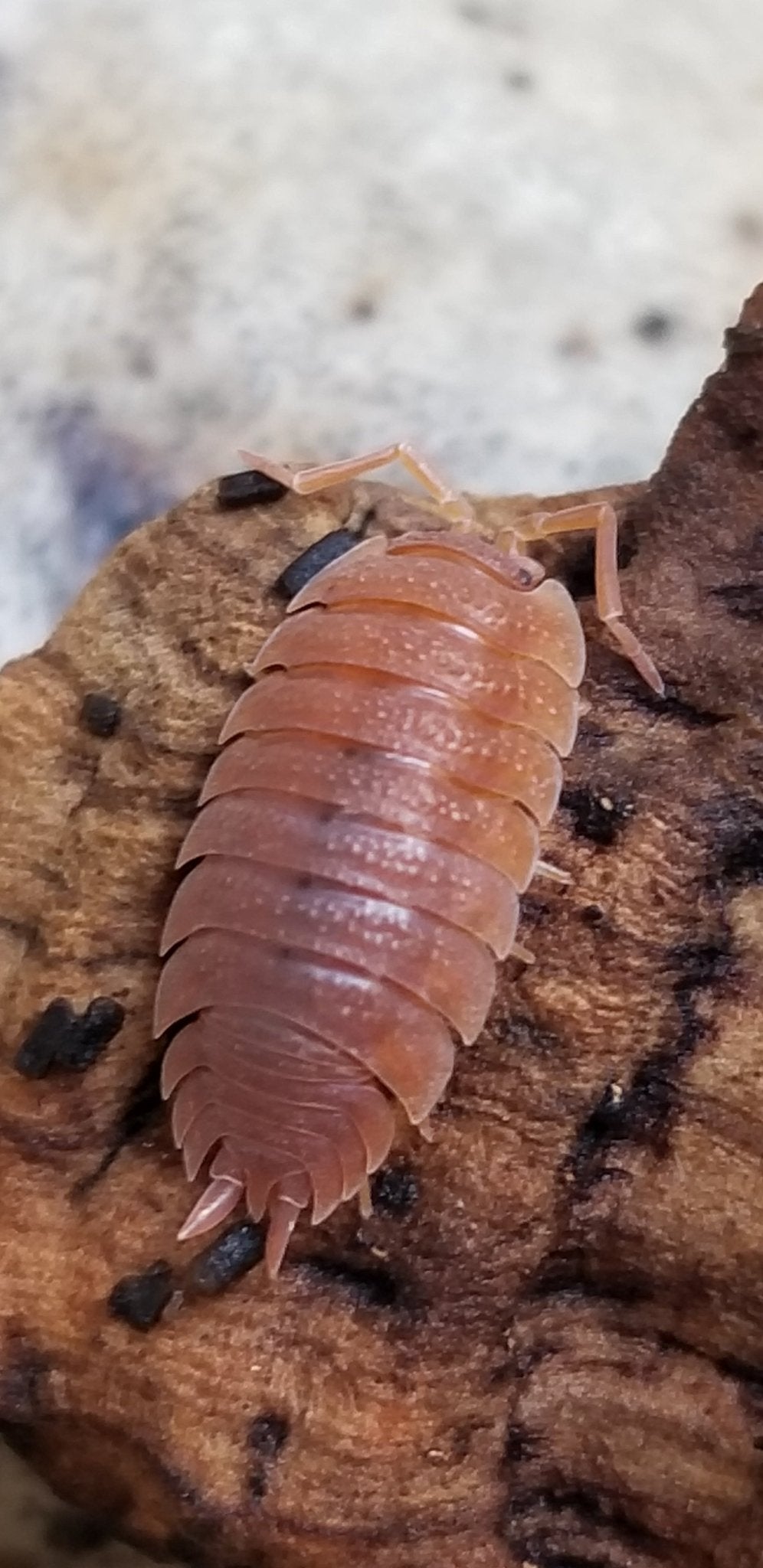 Porcellio scaber "Orange" - IHEARTBUGS, INC.