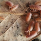 Porcellio scaber "Orange" - IHEARTBUGS, INC.