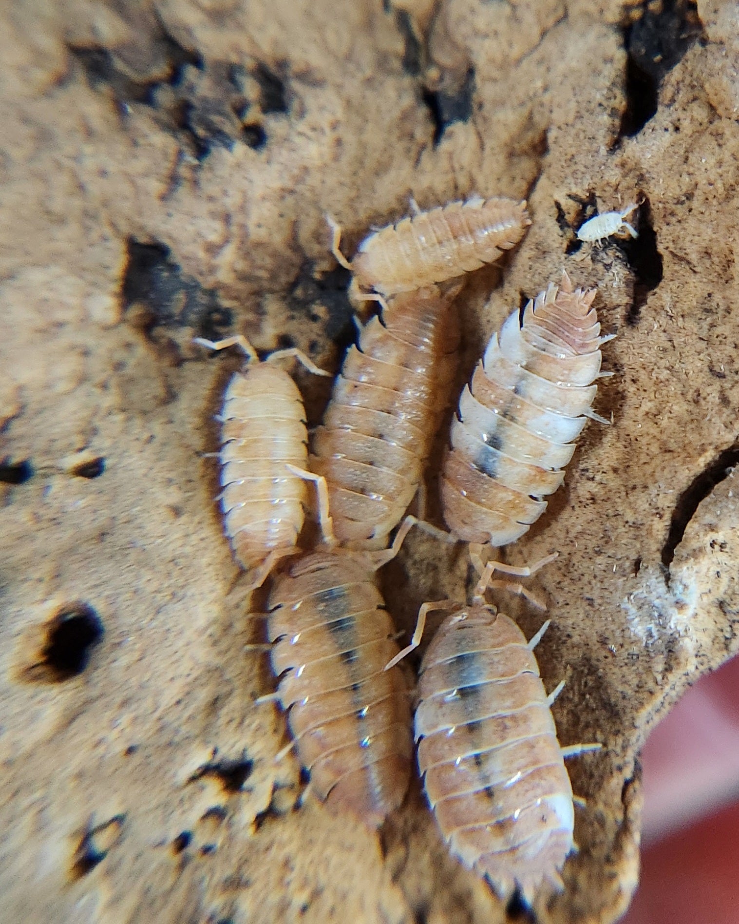Close-up of six Orange Koi Isopods (Porcellio scaber) from I Heart Bugs, clustered on rough wood—their segmented bodies and legs stand out, making them ideal for any isopod collection or bioactive habitat.