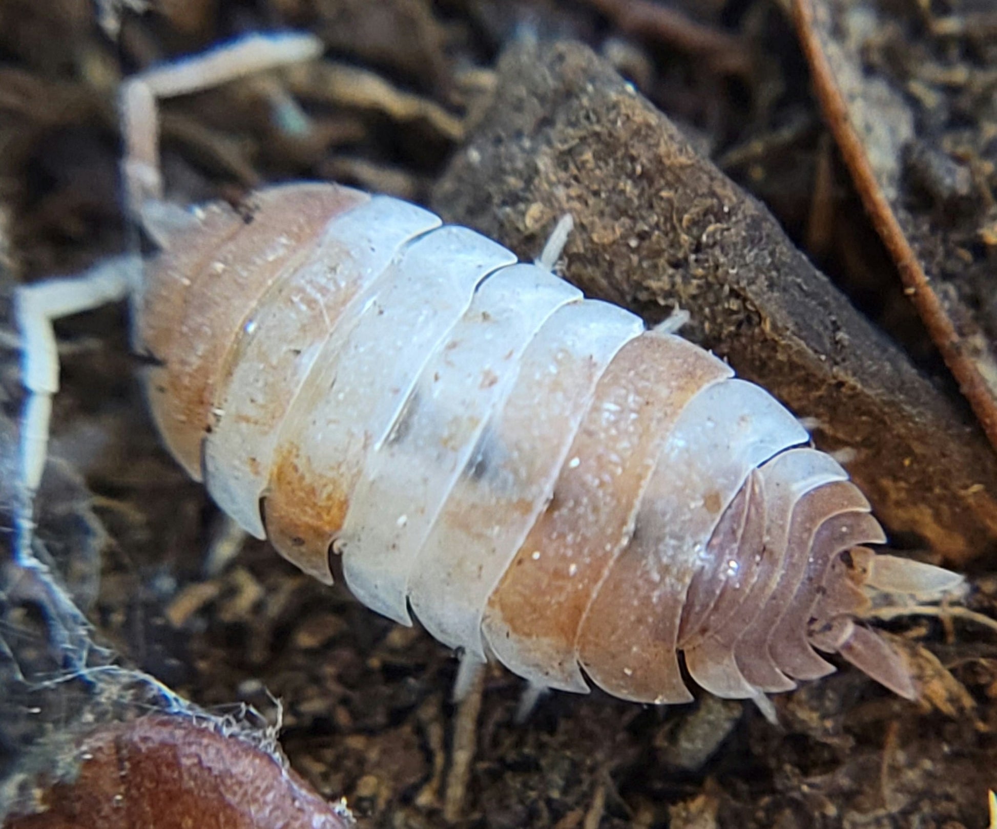 Close-up of an Orange Koi Isopod (Porcellio scaber) from I Heart Bugs on soil and decaying plant matter in a bioactive habitat, highlighting its segmented pale brown exoskeleton with white bands and detailed textures.