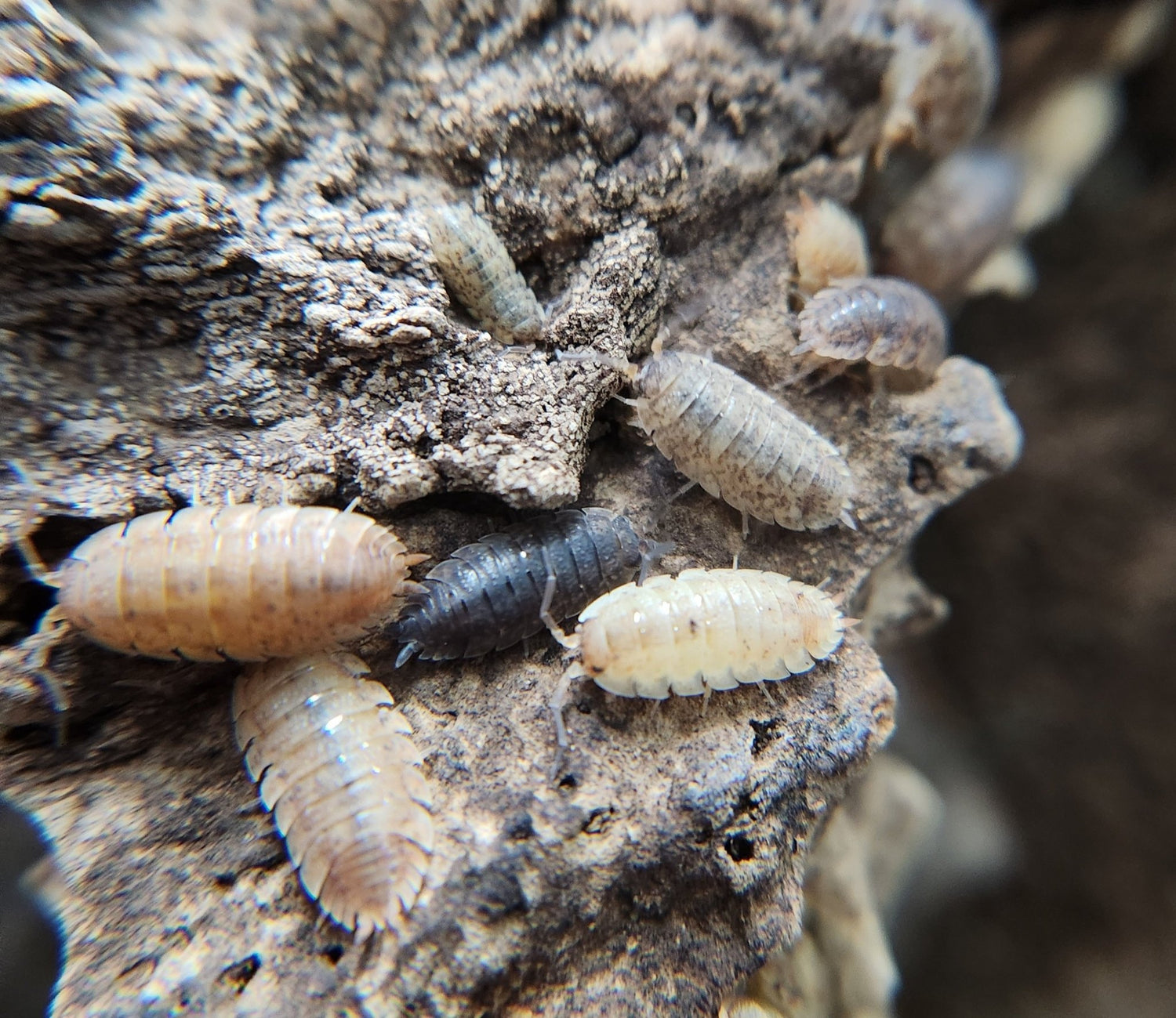 Close-up of Orins Calico Isopods (Porcellio scaber) from I Got Bugs in shades of brown, gray, and cream on bark or soil. Their segmented bodies are ideal for bioactive enclosures or learning isopod care.