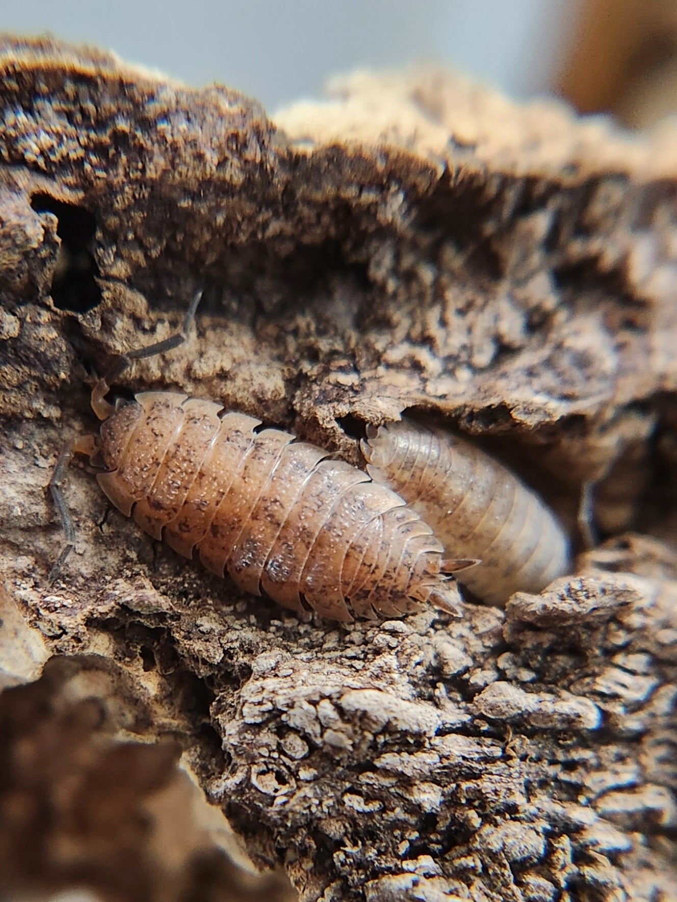 Porcellio scaber "Orin's Calico" - IHEARTBUGS, INC.