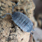 Porcellio scaber "Piebald" - IHEARTBUGS, INC.