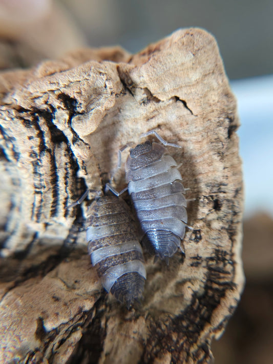 Porcellio scaber "Skewbald Tri" - IHEARTBUGS, INC.