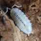 Porcellio scaber "Snow Koi" - IHEARTBUGS, INC.