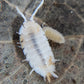 Porcellio scaber "Snow Koi" - IHEARTBUGS, INC.