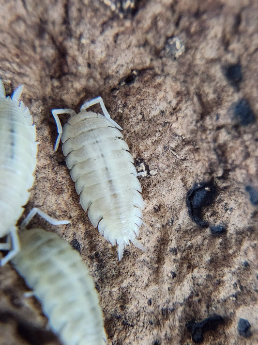 Porcellio scaber "White" - IHEARTBUGS, INC.