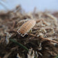 Porcellio scaber "Yellow Snow" - IHEARTBUGS, INC.