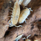 Porcellio scaber "Yellow Snow" - IHEARTBUGS, INC.