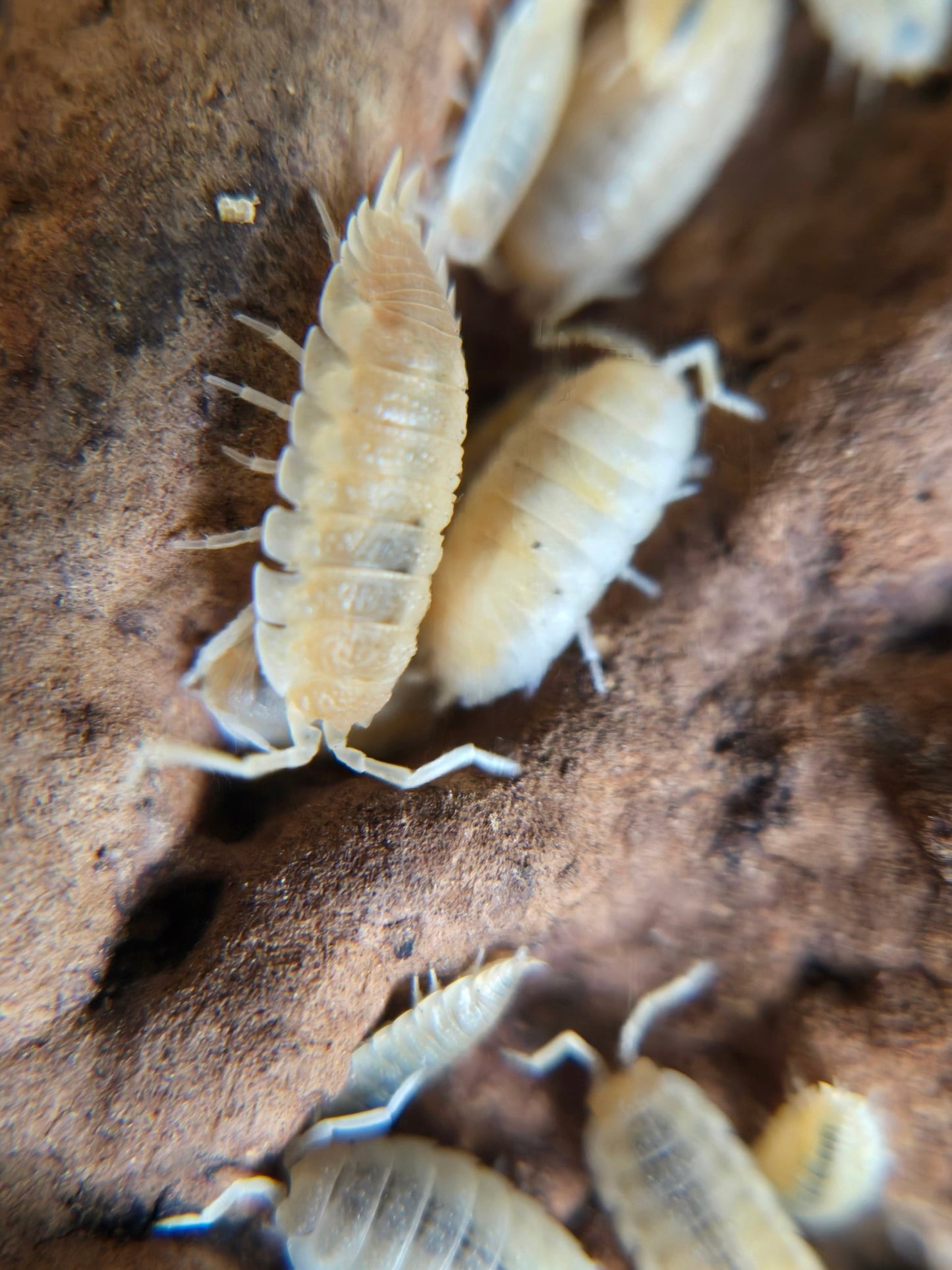 Porcellio scaber "Yellow Snow" - IHEARTBUGS, INC.