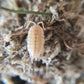 Porcellio scaber "Yellow Snow" - IHEARTBUGS, INC.