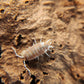 Porcellionides pruinosus "Orange Cream" - IHEARTBUGS, INC.