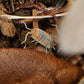 Porcellionides pruinosus "Orange Cream" - IHEARTBUGS, INC.