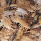 Porcellionides pruinosus "Orange" or "Powder Orange" - IHEARTBUGS, INC.