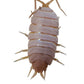 Porcellionides pruinosus "Orange" or "Powder Orange" - IHEARTBUGS, INC.