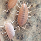 Porcellionides pruinosus "Orange" or "Powder Orange" - IHEARTBUGS, INC.
