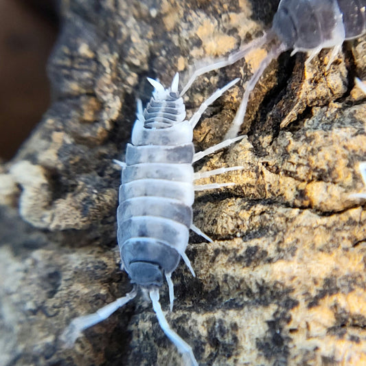 Porcellionides pruinosus "Oreo Crumble" - IHEARTBUGS, INC.