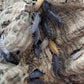 Several gray and tan Powder Party Mix Isopods (Porcellionides pruinosus) from I Heart Bugs cluster on textured wood, their segmented bodies and tiny legs visible as they explore deep grooves and crevices.
