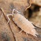 Porcellionides pruinosus "Pink" - IHEARTBUGS, INC.