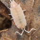 Porcellionides pruinosus "Pink" - IHEARTBUGS, INC.