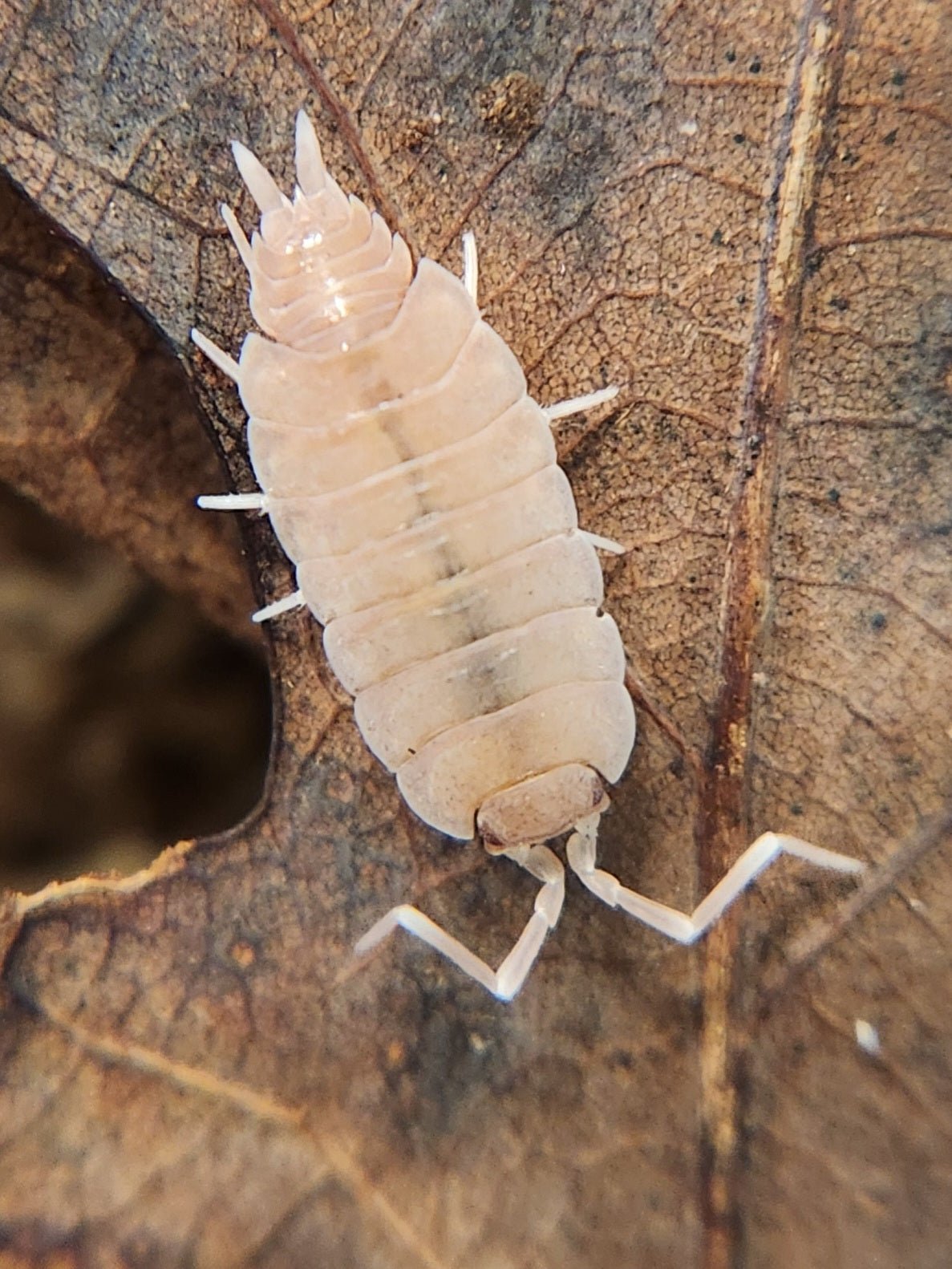 A close-up of Powder Pink Isopods (Porcellionides pruinosus) from I Heart Bugs, showing their pale segmented bodies on a dry leaf. Great for beginners—their bioactive role supports healthy terrarium ecosystems.