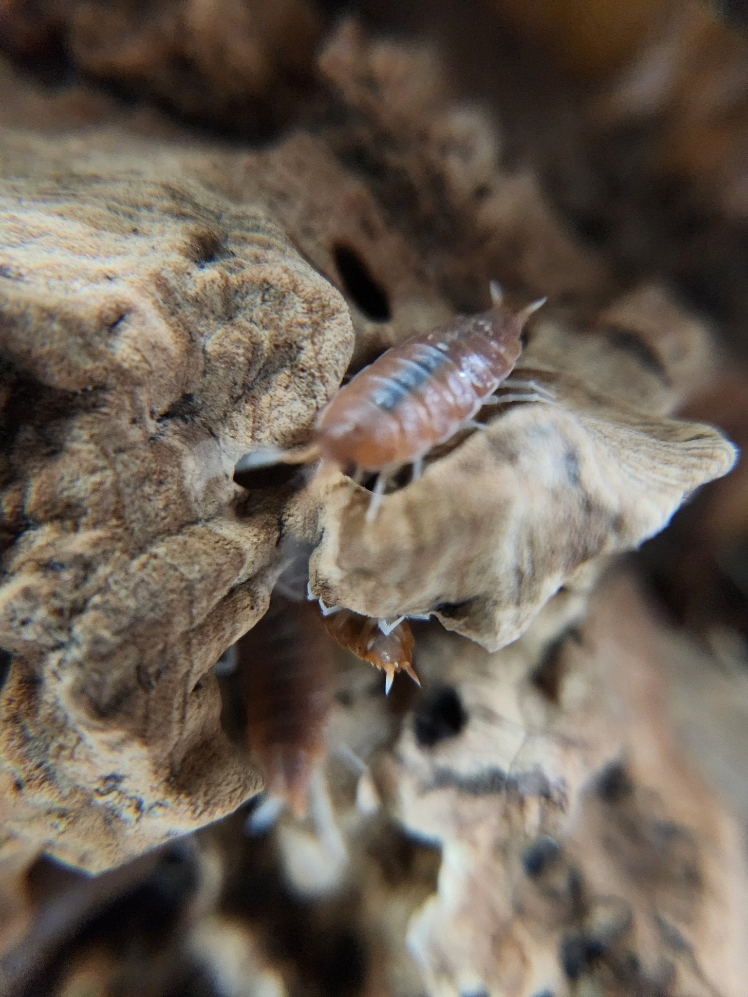 Close-up of a Red Koi Isopod (Porcellionides pruinosus) from I Heart Bugs crawling on textured wood, with blurred background—ideal for beginners seeking easy isopod care.
