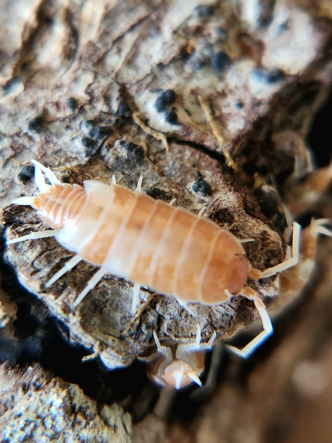 Close-up of a Red Koi Isopod (Porcellionides pruinosus) from I Heart Bugs crawling on textured bark, highlighting its light brown segmented body and pale legs—perfect for beginner isopod care and enthusiasts.