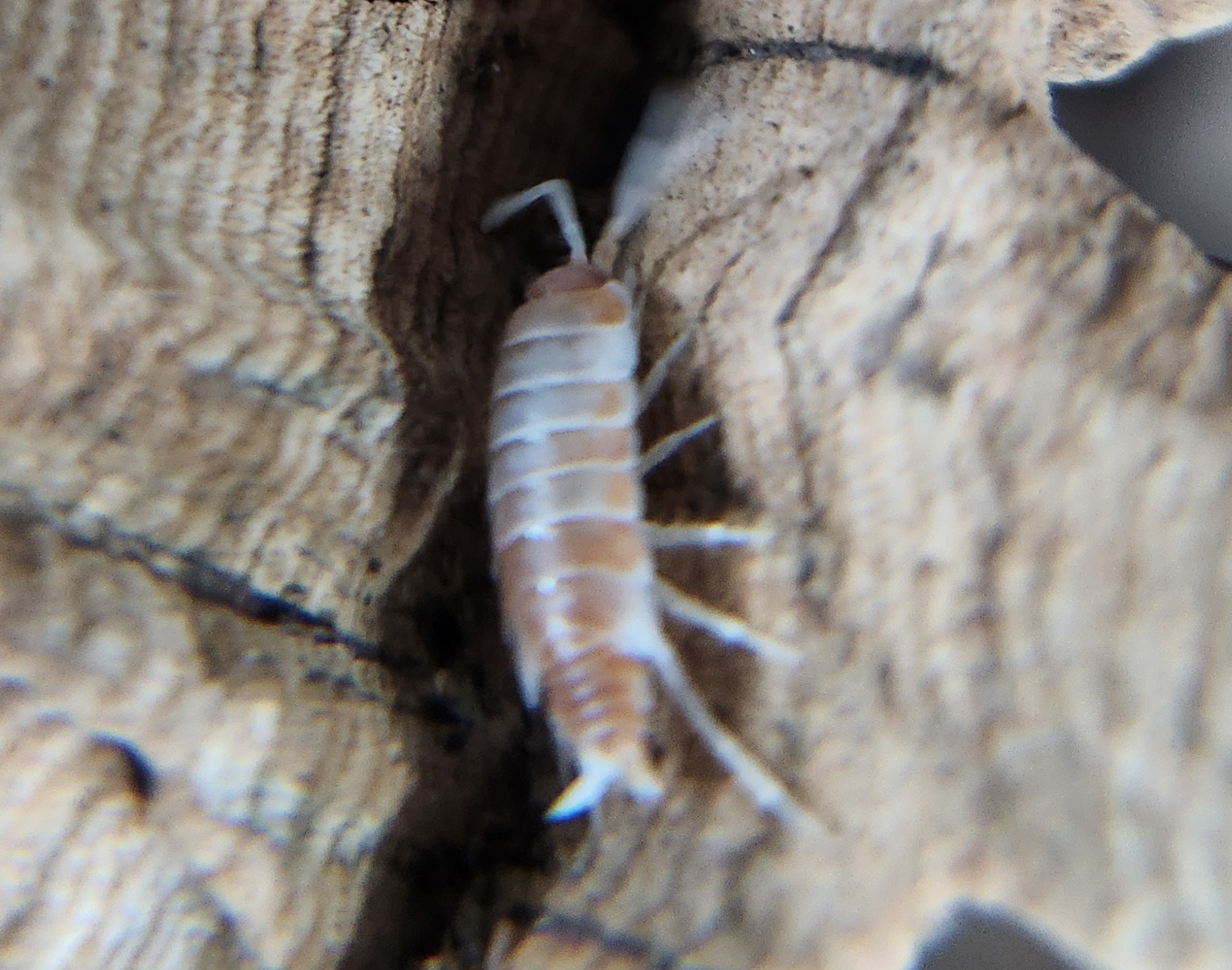 A macro shot of a Red Koi Isopod (Porcellionides pruinosus) from I Heart Bugs crawls on textured wood, highlighting its segmented body, legs, and antennae—perfect for beginners exploring isopod care.