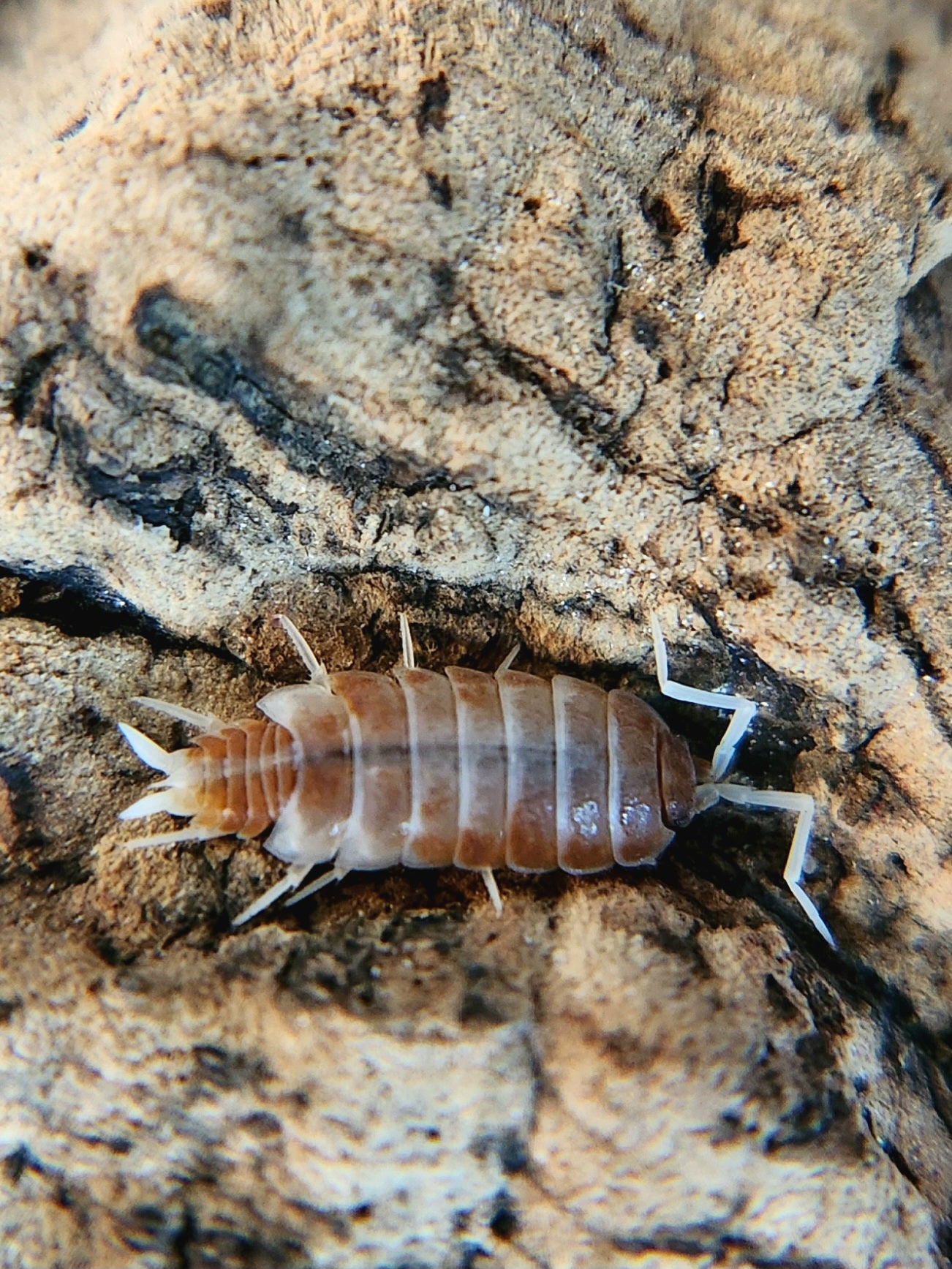 A close-up of a Red Koi Isopod (Porcellionides pruinosus) from I Heart Bugs shows its segmented armor, white legs, and antennae as it crawls across textured bark, highlighting its unique features against the rough surface.